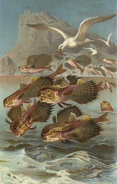 Pesce volante da European School